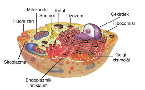 endoplazmik retikulum şekli